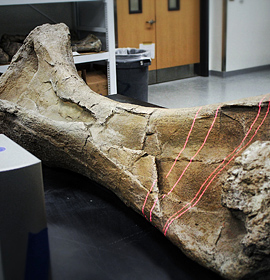A 3-D scan is taken of the humerus bone from a Paralititan dinosaur.